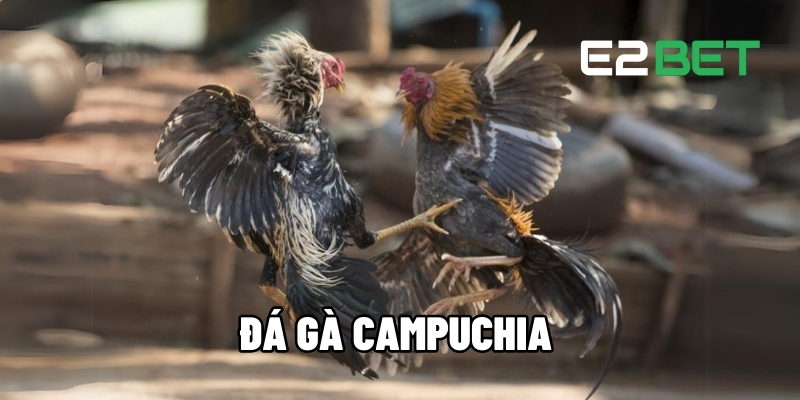 Đá gà Campuchia