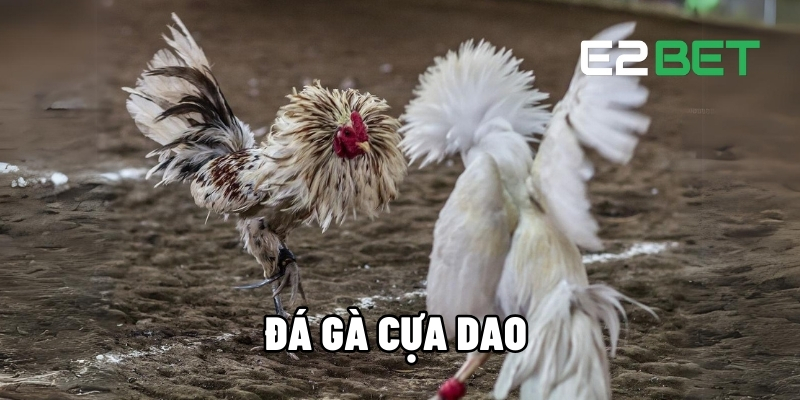 đá gà cựa dao