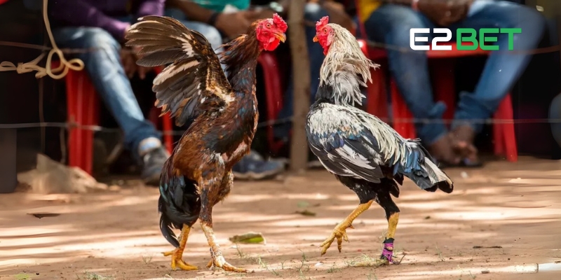 Đá gà cựa sắt Campuchia tại E2BET – Trải nghiệm cá cược đỉnh cao 4 Cách chơi đá gà cựa sắt Campuchia hiệu quả để thắng lớn
