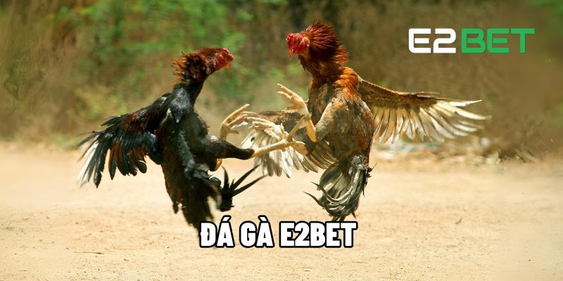 Cược Đá Gà E2BET - Kèo Cá Cược Sống Động và Chất Lượng Cao 1 Đá gà E2BET