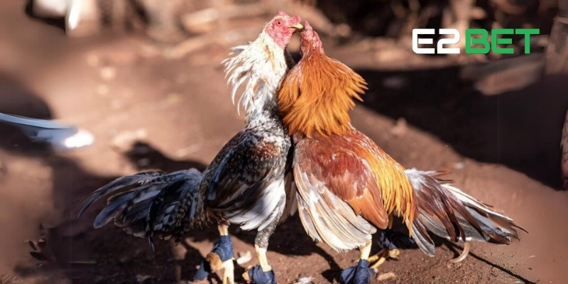 Cược Đá Gà E2BET - Kèo Cá Cược Sống Động và Chất Lượng Cao 2 Những giống gà đá được ưa chuộng và nét riêng biệt của chúng