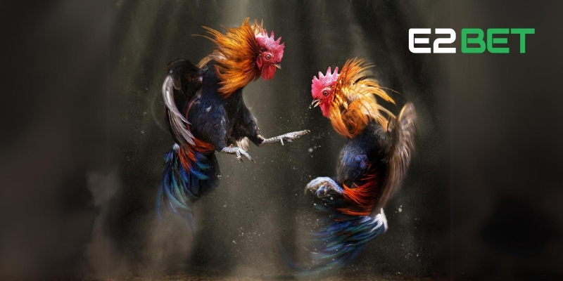 Cược Đá Gà E2BET - Kèo Cá Cược Sống Động và Chất Lượng Cao 3 Nền tảng cược đá gà trực tuyến
