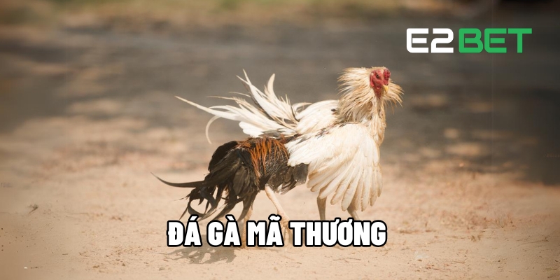 Đá Gà Mã Thương E2BET - Cá Cược Kịch Tính, Thắng Lớn 1 đá gà mã thương