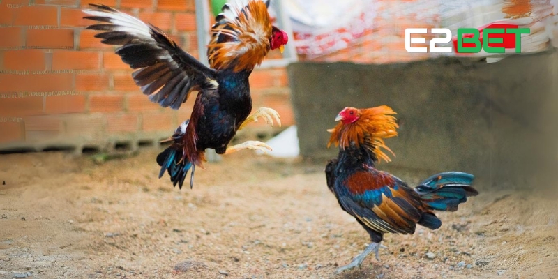 Đá Gà Mã Thương E2BET - Cá Cược Kịch Tính, Thắng Lớn 4 Cách đặt cược và chiến lược cược nâng cao trong đá gà mã thương