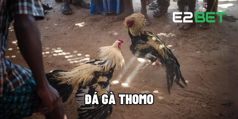 Đá gà Thomo