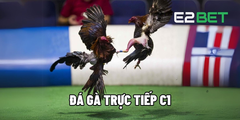 đá gà trực tiếp C1