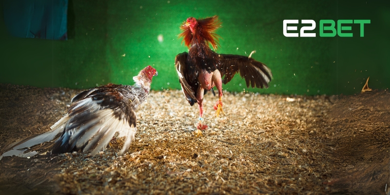 Xem Đá Gà Trực Tiếp C1 Nhanh Nhất - Cược Liền Tay Tại E2BET 2 Việc nắm vững quy trình này sẽ giúp người chơi tránh được sai sót trong lúc đặt cược.