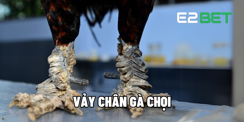 Giải Mã Vảy Chân Gà Chọi - Kim Chỉ Nam Cá Cược Đá Gà E2BET 1 Vảy chân gà chọi
