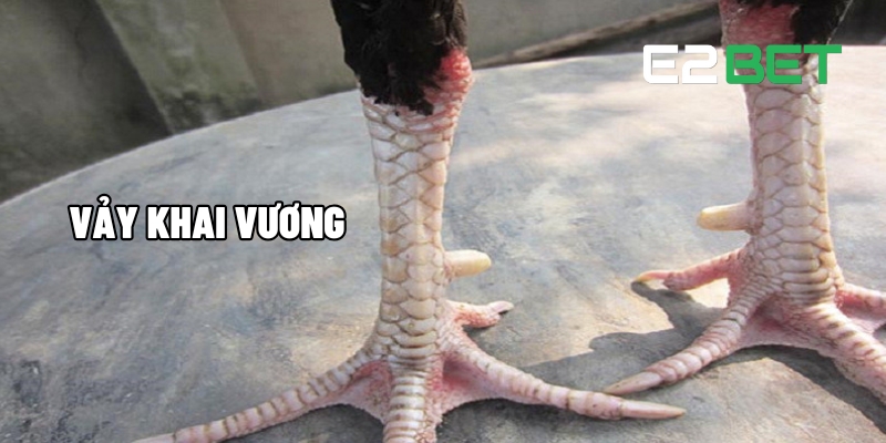 Giải Mã Vảy Chân Gà Chọi - Kim Chỉ Nam Cá Cược Đá Gà E2BET 3 Vảy Khai Vương